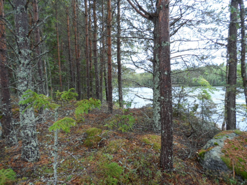 Mustasaari, Storträsket, Raippaluoto, Raggskärsvägen 110 Tontti 2 |  Metsähallitus