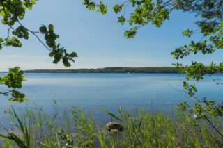 Aurinkoinen näkymä Korpijärven rannalta järven suuntaan, etualalla kaislikkoa ja kiviä.