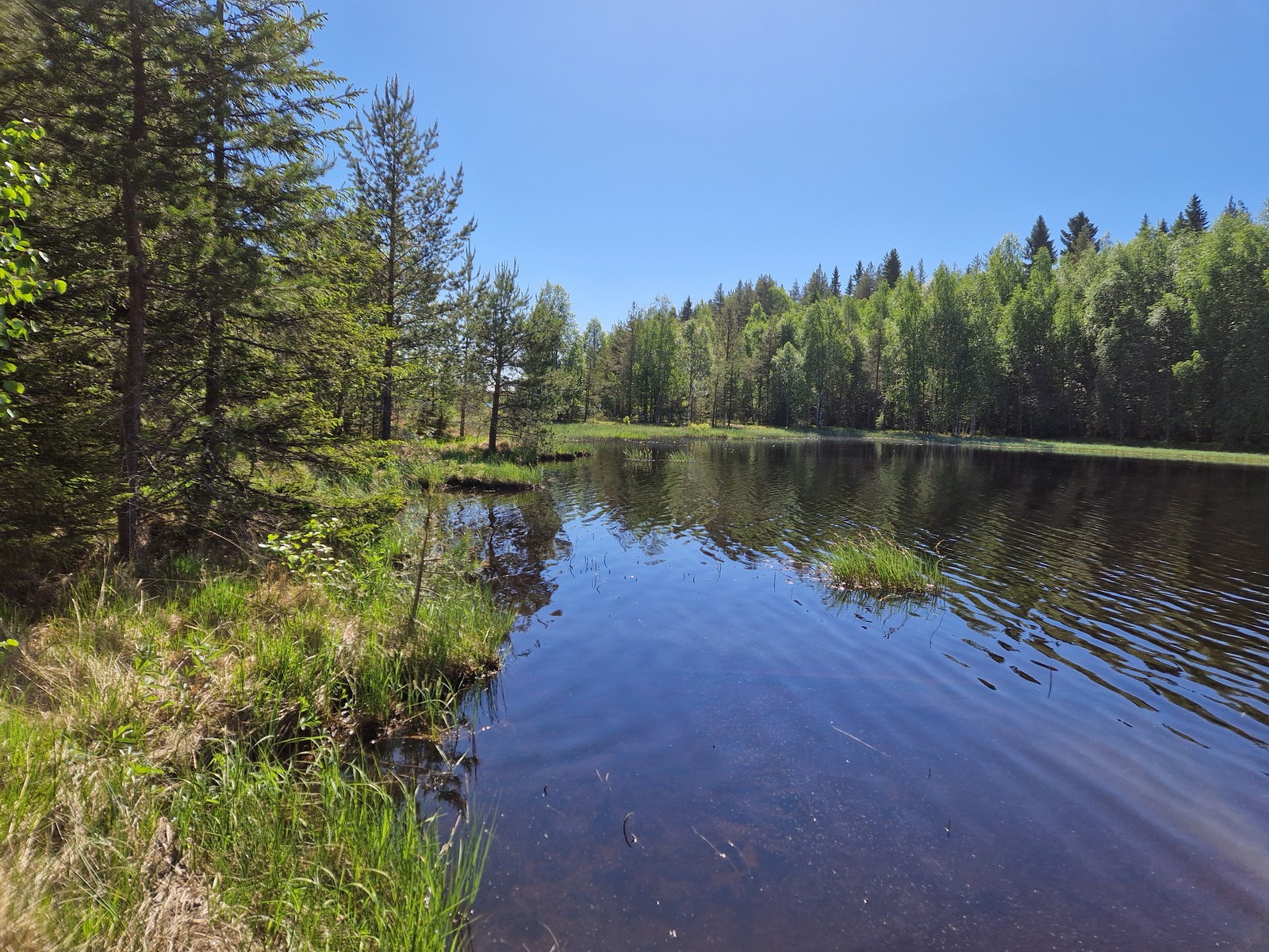 Kuvassa näkyy järven ranta-aluetta, jossa kasvaa mäntyjä ja heinikkoa.