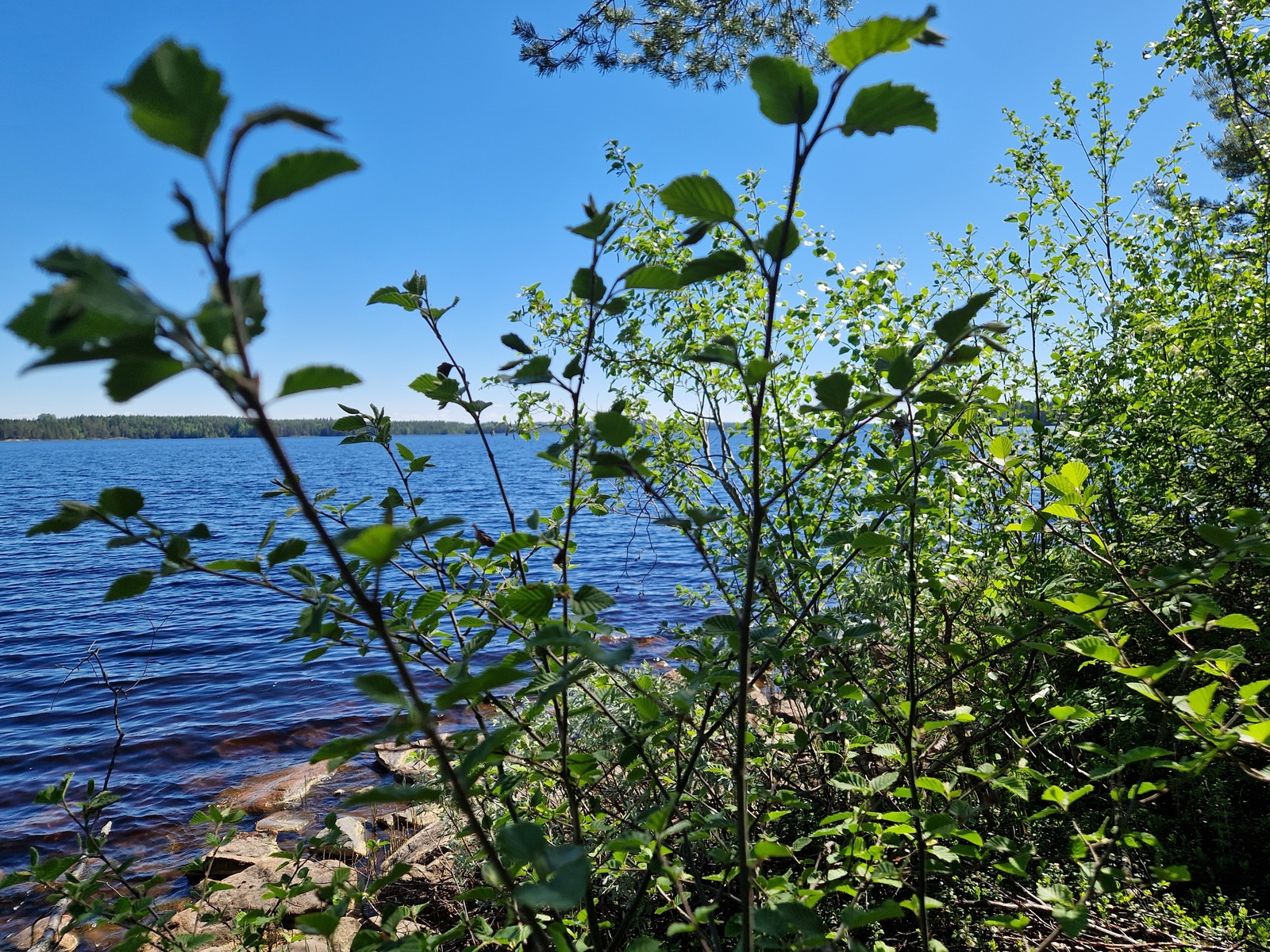 Kuvassa näkyy järvi rantapuuston välistä. Rannassa on kiviä.