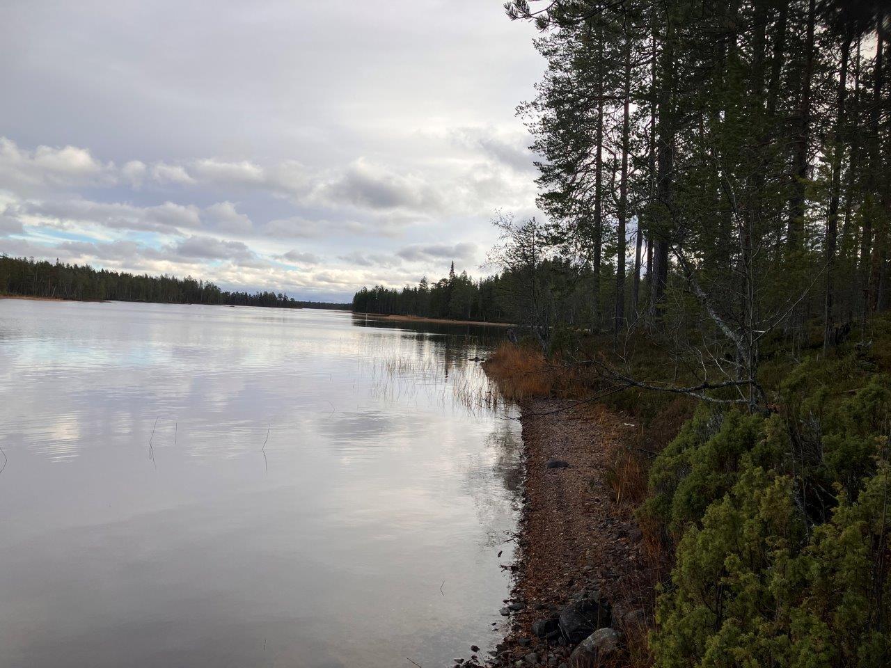 Mäntymetsää ja rantamaisemaa