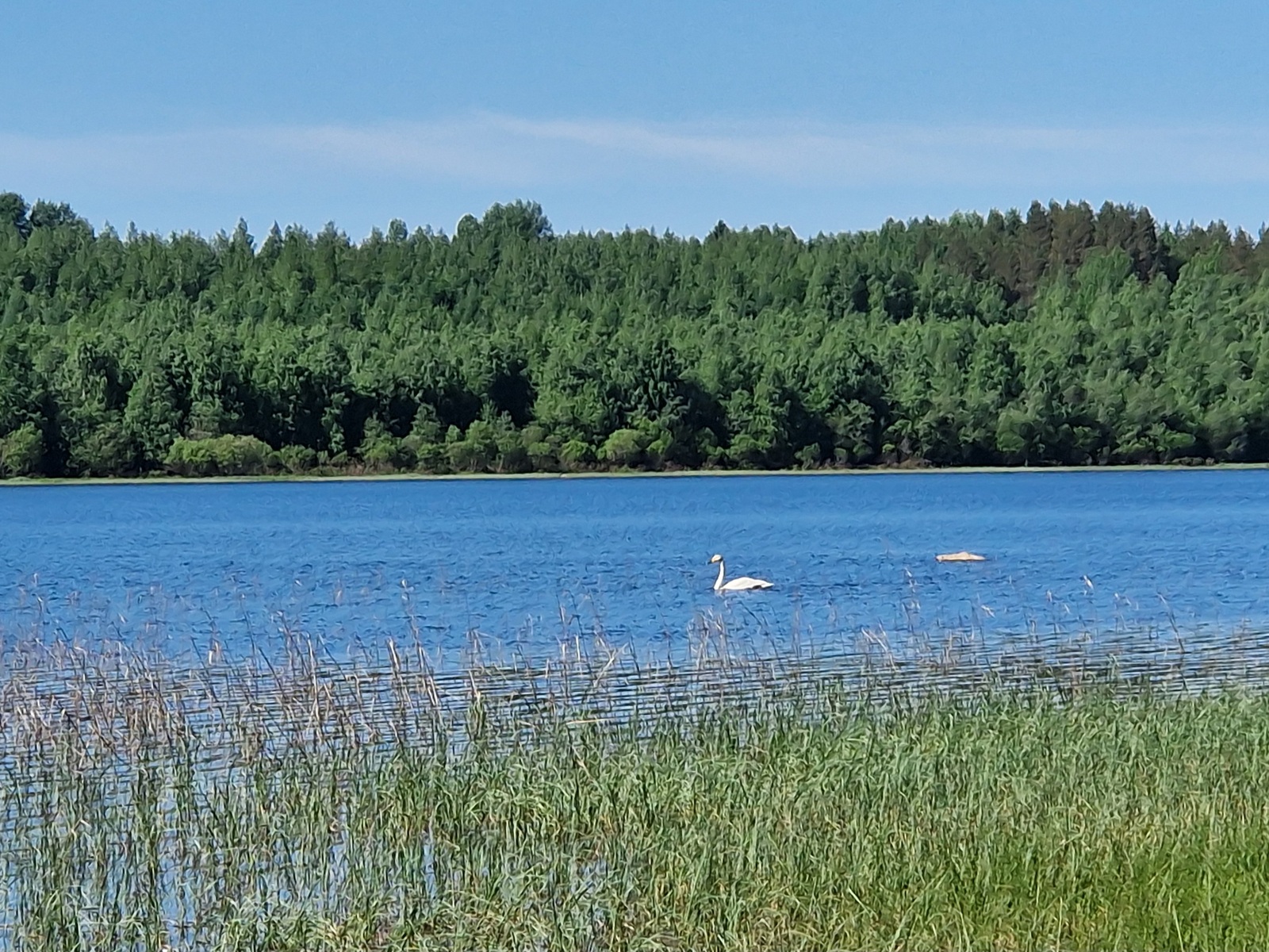 Kuvassa rantaheikkoa, jousenet uivat järvessä.