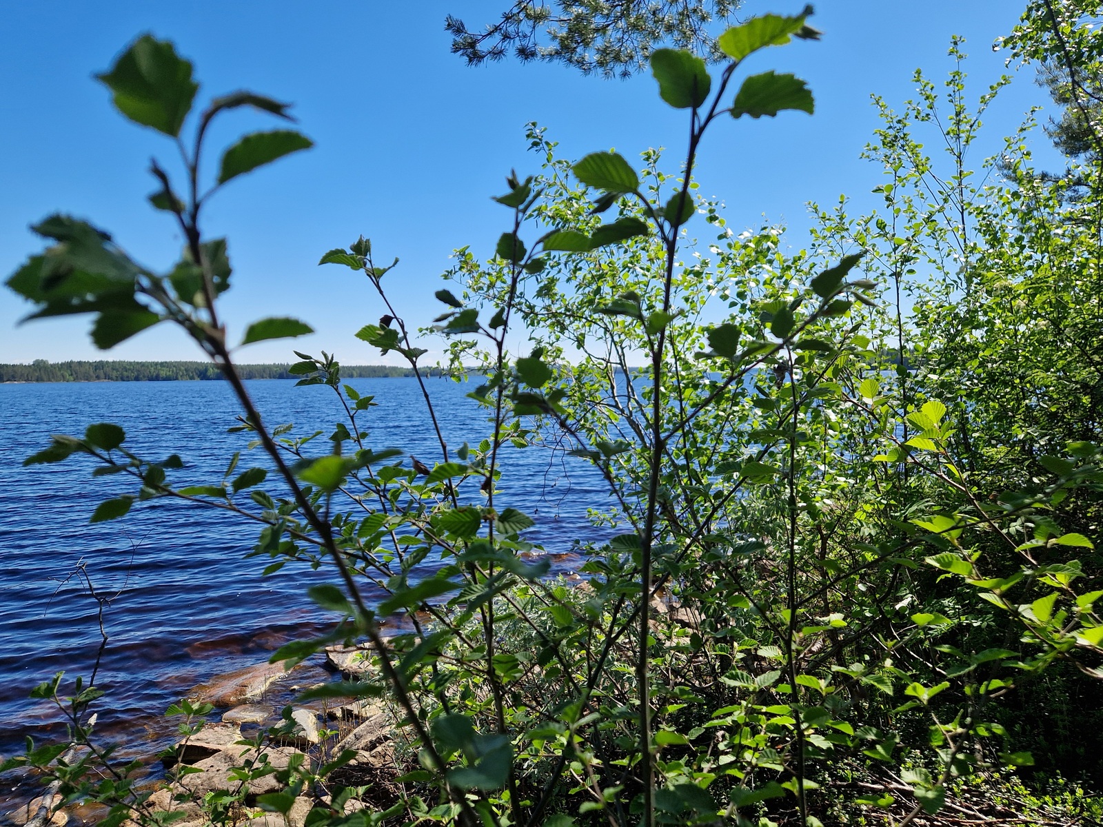 Kuva järven rannasta, kuvassa näkyy kivia ja lehtipuuta.