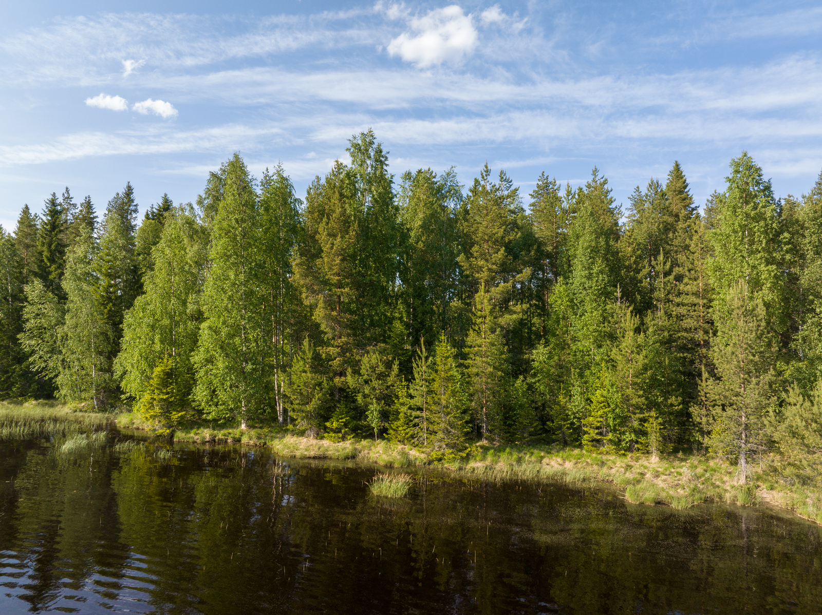 Tontin ranta-alue heinittynyt.