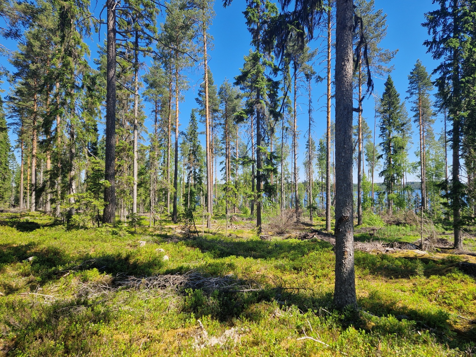 Tontin takamaastossa kasvaa mäntyjä, järvi siintää puiden välistä.