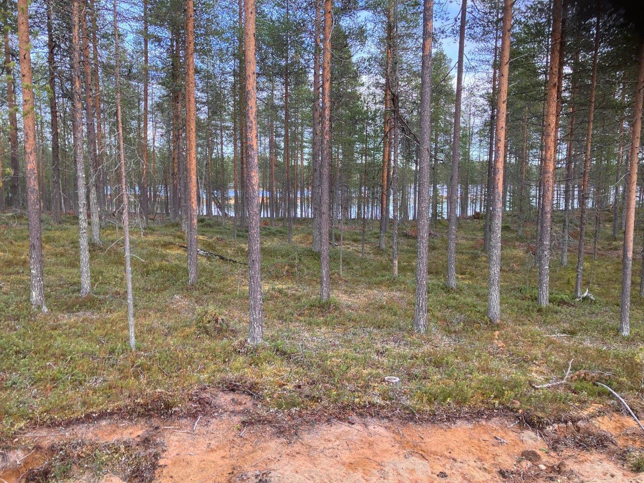 Järven rantaa ja mäntymetsää