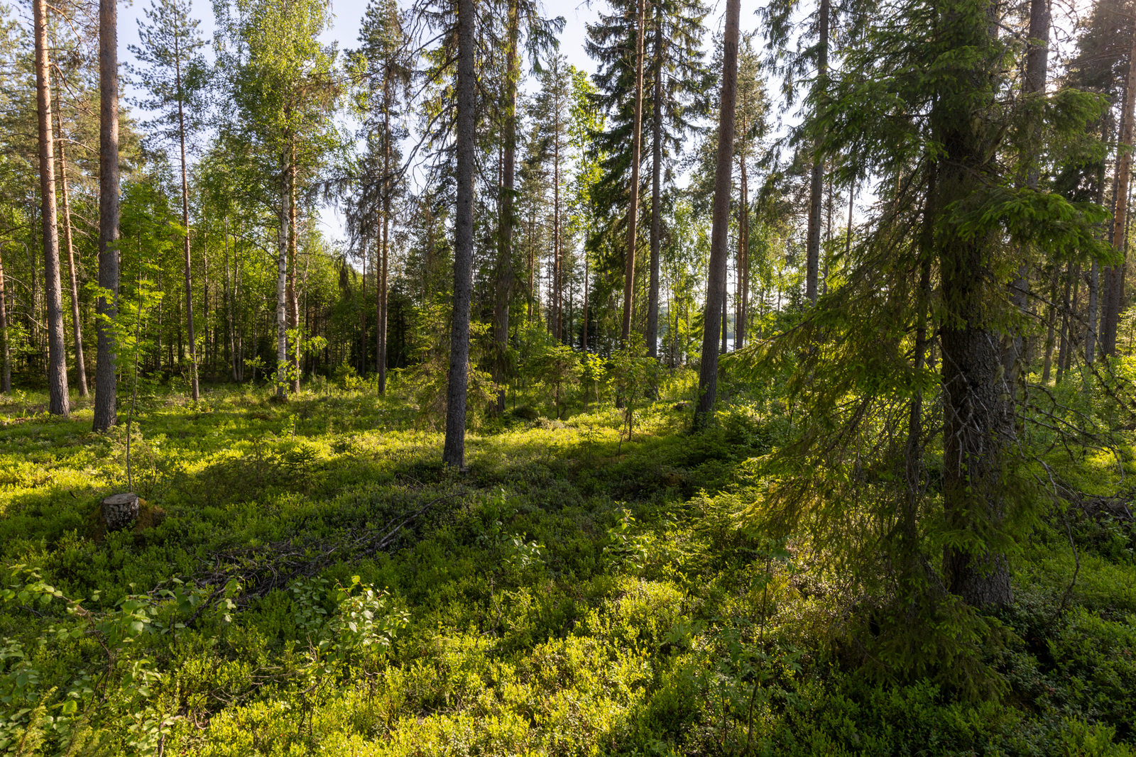 Tontilla kasvaa mäntyä, jonkin verran koivua.