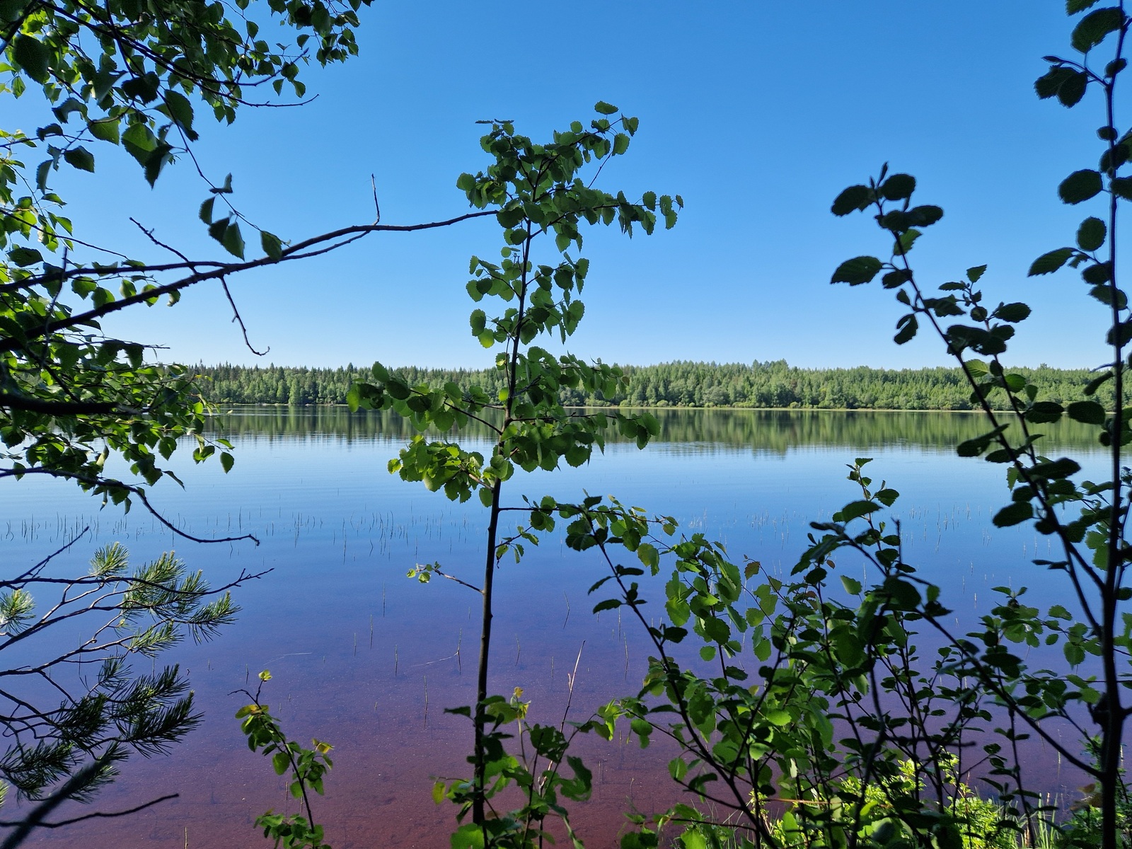 Kuvassa näkyy järven vastaranta rantapuuston välistä.