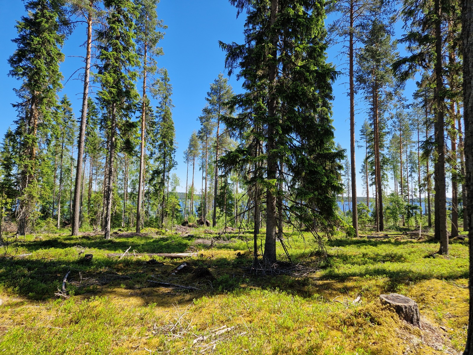 Tontin takamaastossa kasvaa mäntyjä, järvi siintää puiden välistä.