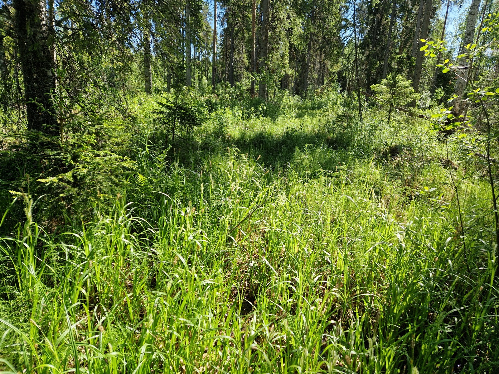 Mäntypuiden välissä kasvaa heinikkoa.