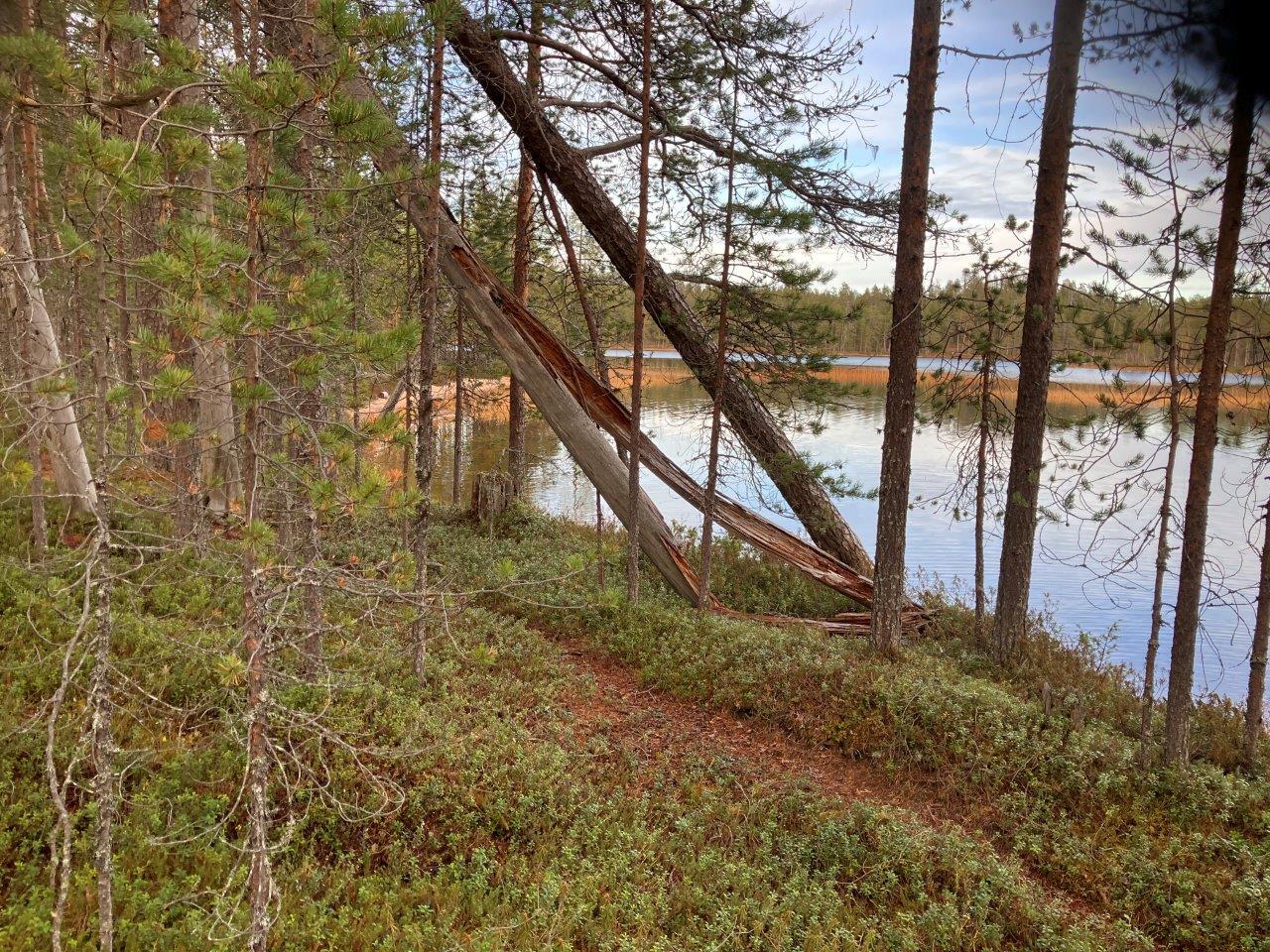 Järven rantaa ja mäntymetsää