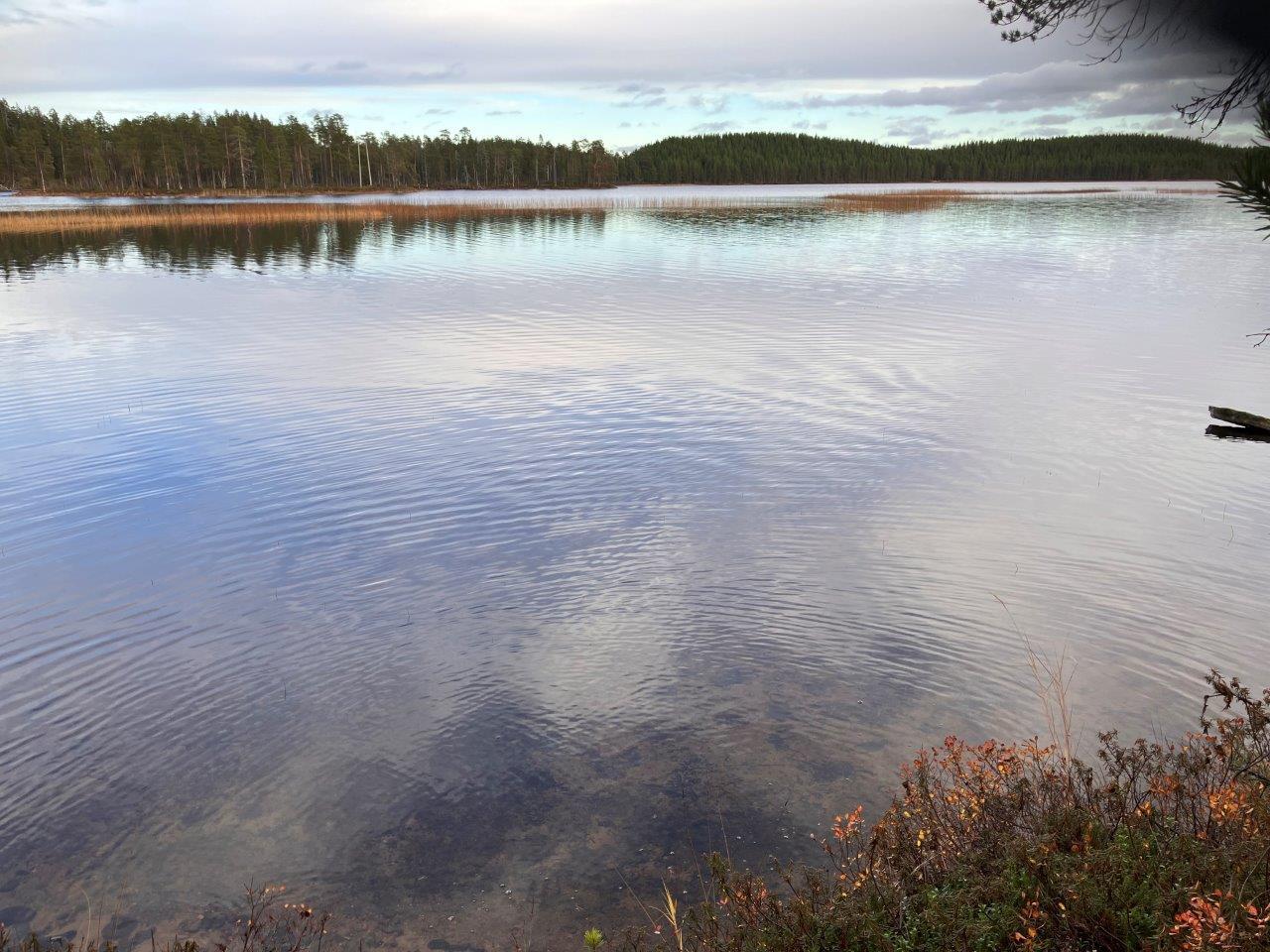 Järven rantaa ja mäntymetsää