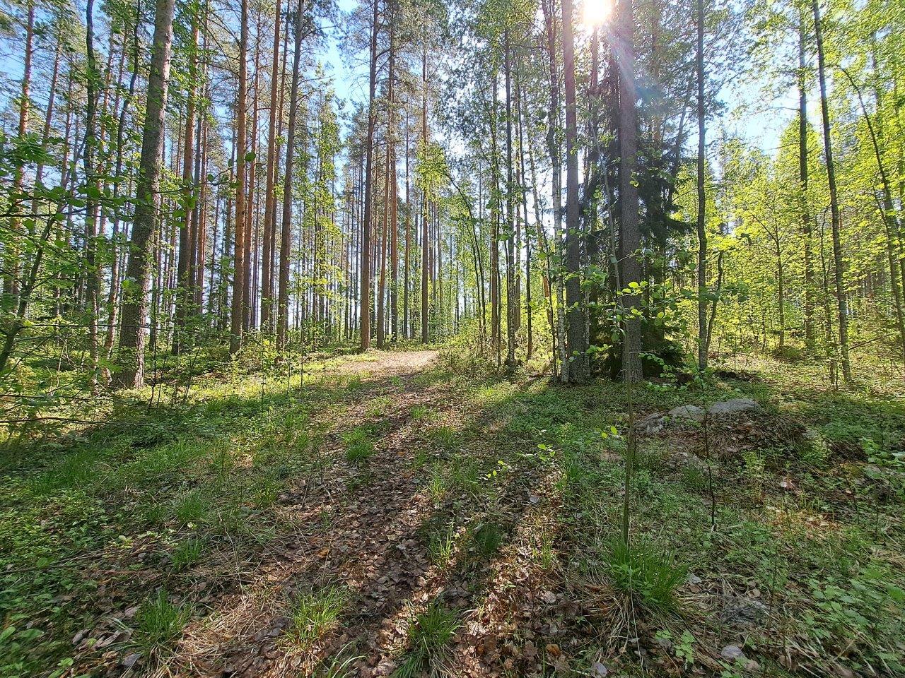 Metsään johtaa pieni tie, metsässä kasvaa mäntyjä ja koivuja. Keskellä on yksi kuusi.