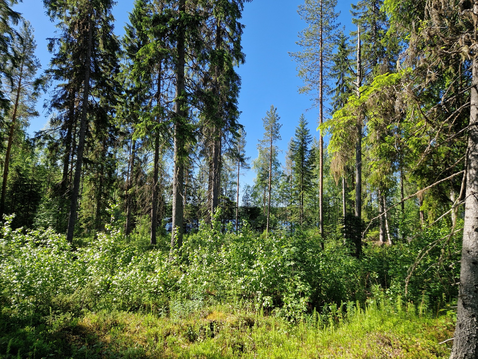 Kuvassa näkyy etualalla pientä koivun alkua, takana mäntyjä.