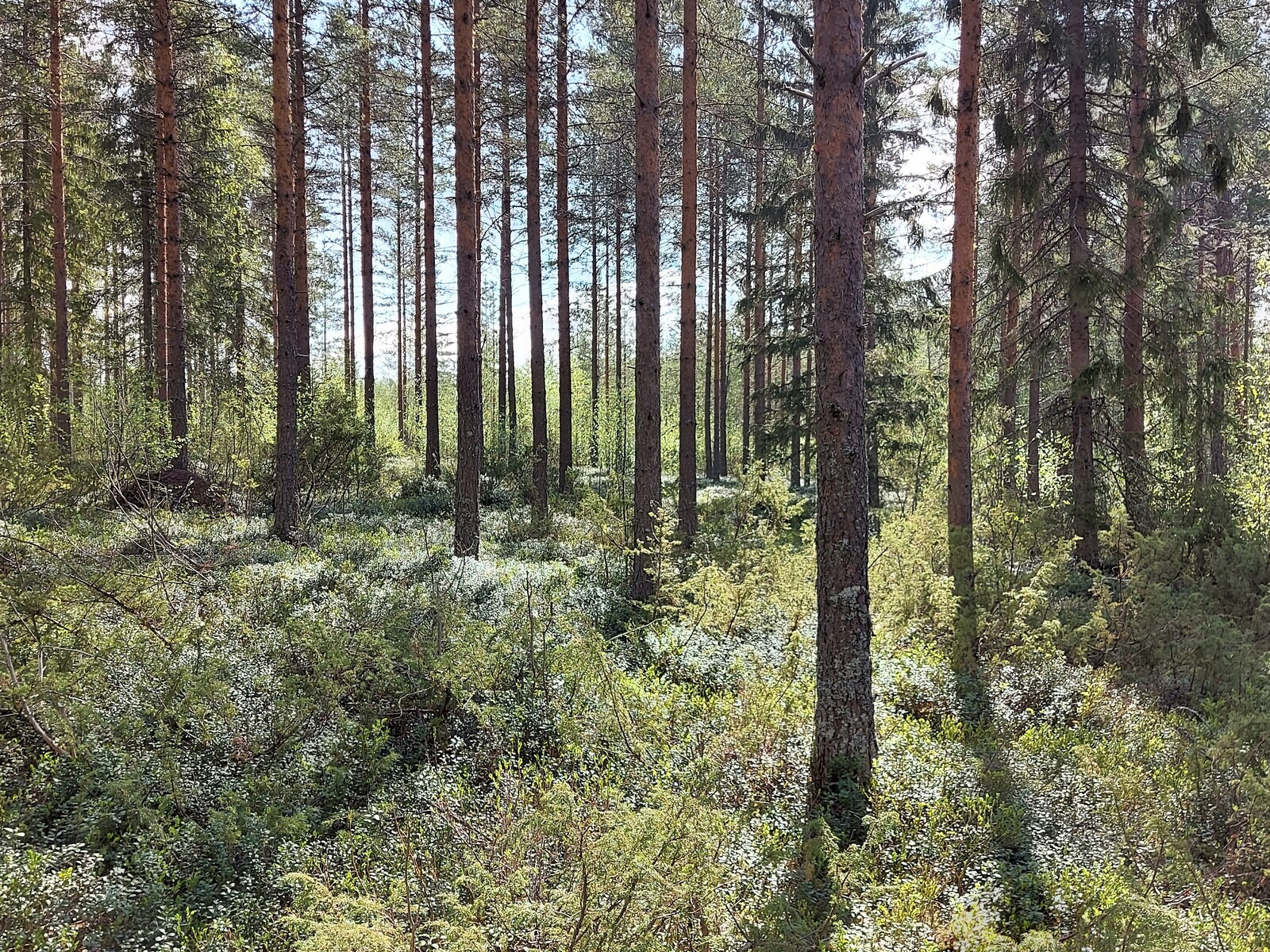 Keskellä tonttia on mäntypuita, avaran näköistä harvennushakkuun jälkeen.