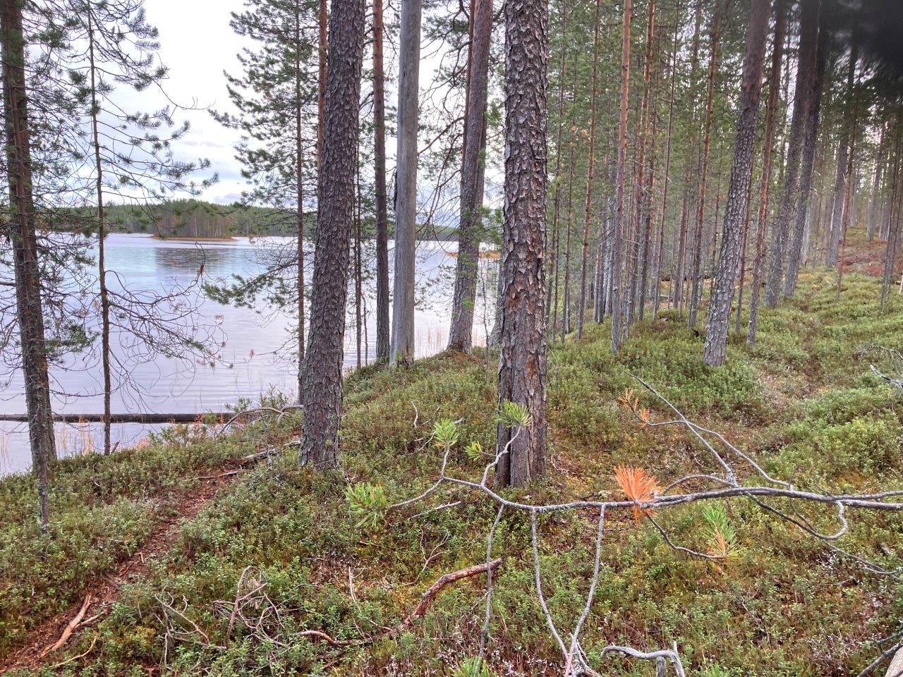 Järven rantaa ja mäntymetsää