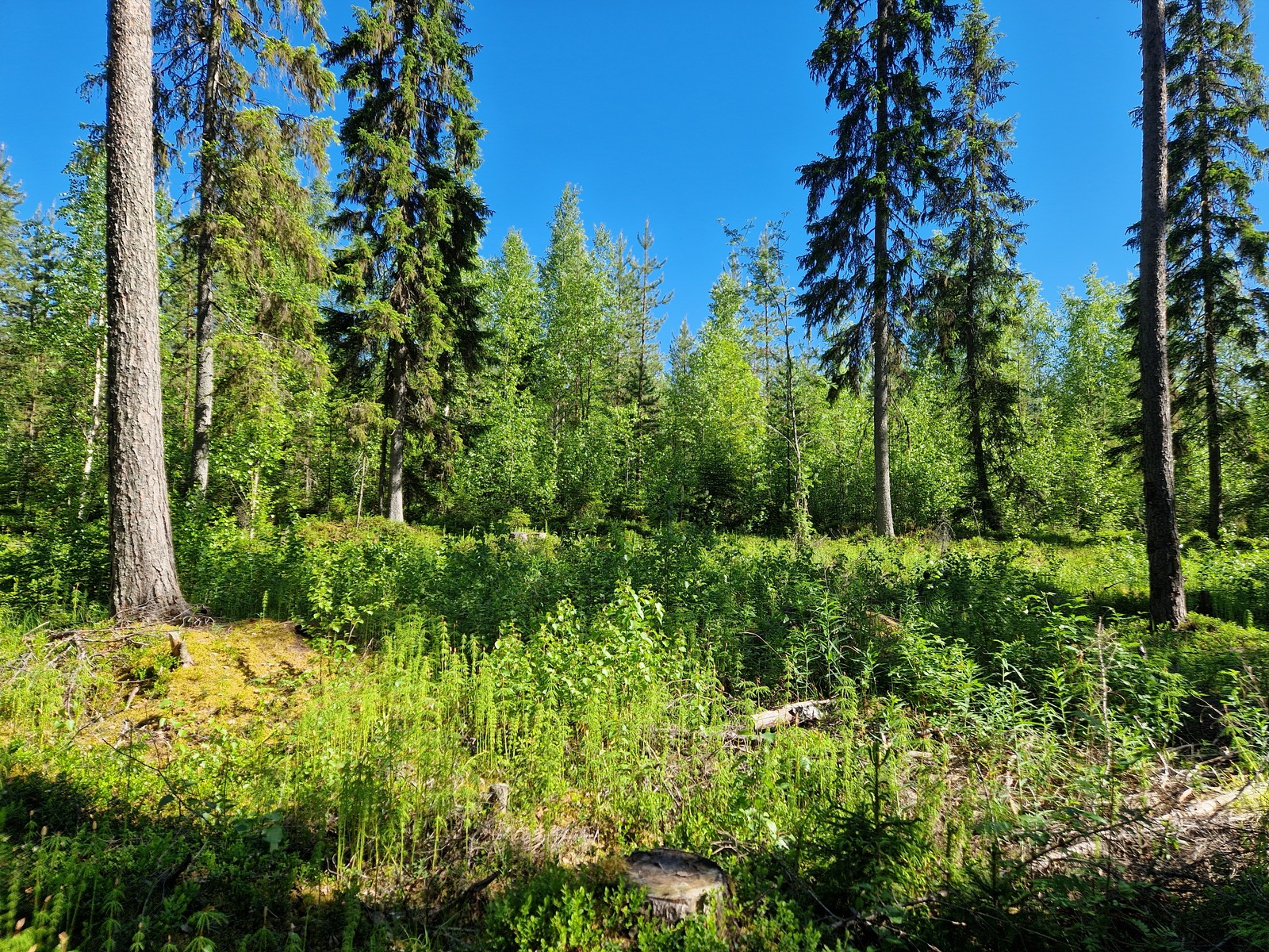 Kuvassa etualalla mäntyjä ja takana näkyy koivuja.