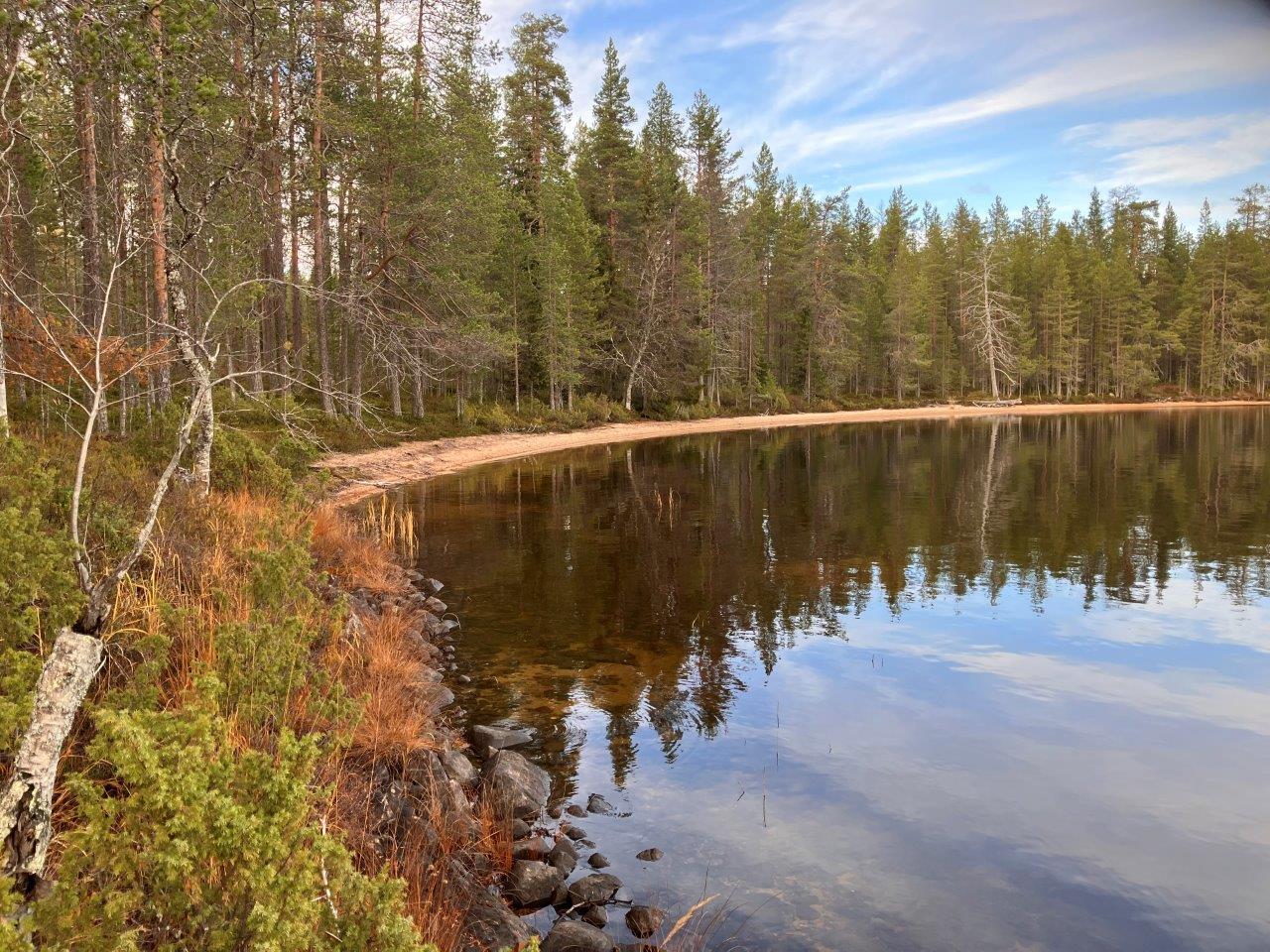 Mäntymetsää ja rantamaisemaa