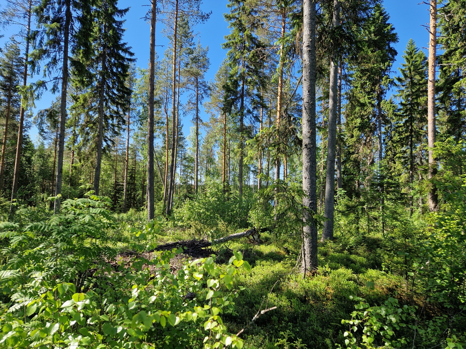 Kuvassa näkyy etualalla pientä koivun alkua, takana mäntyjä.