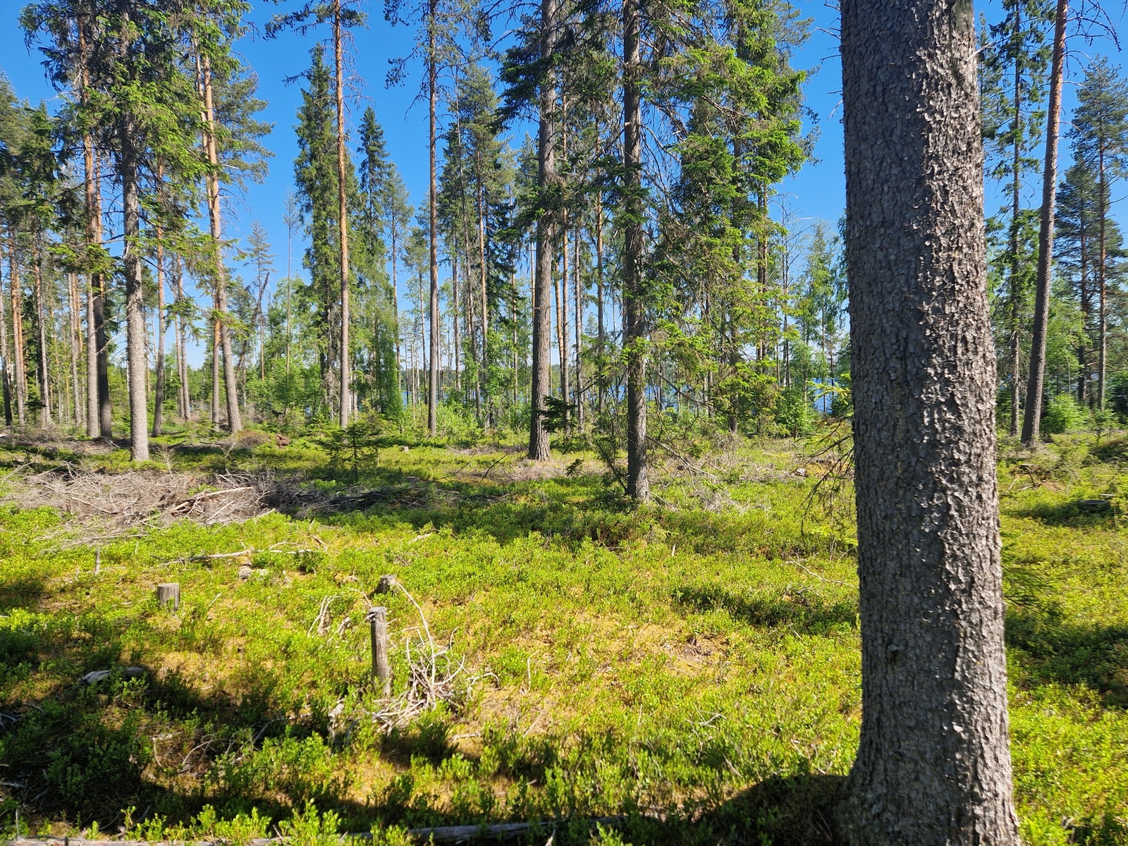 Kuva tontin takamaastosta, joka on mäntykangasta.