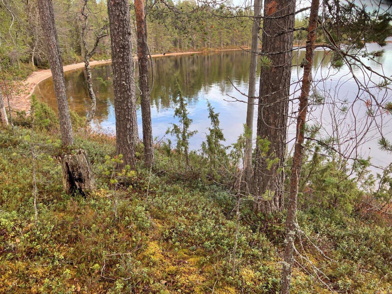 Mäntymetsää ja rantamaisemaa