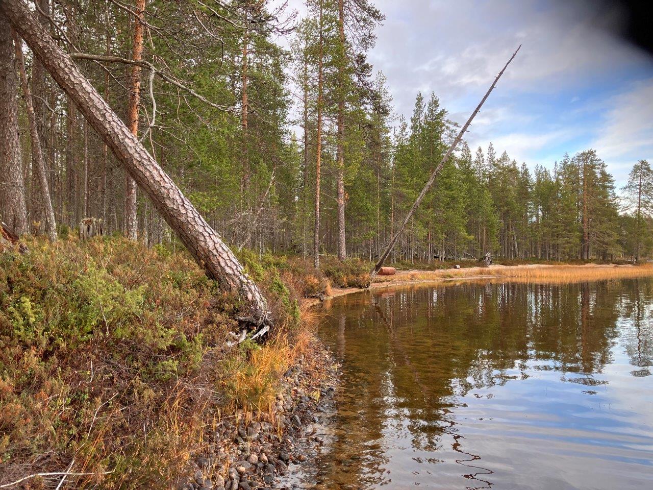 Järven rantaa ja mäntymetsää