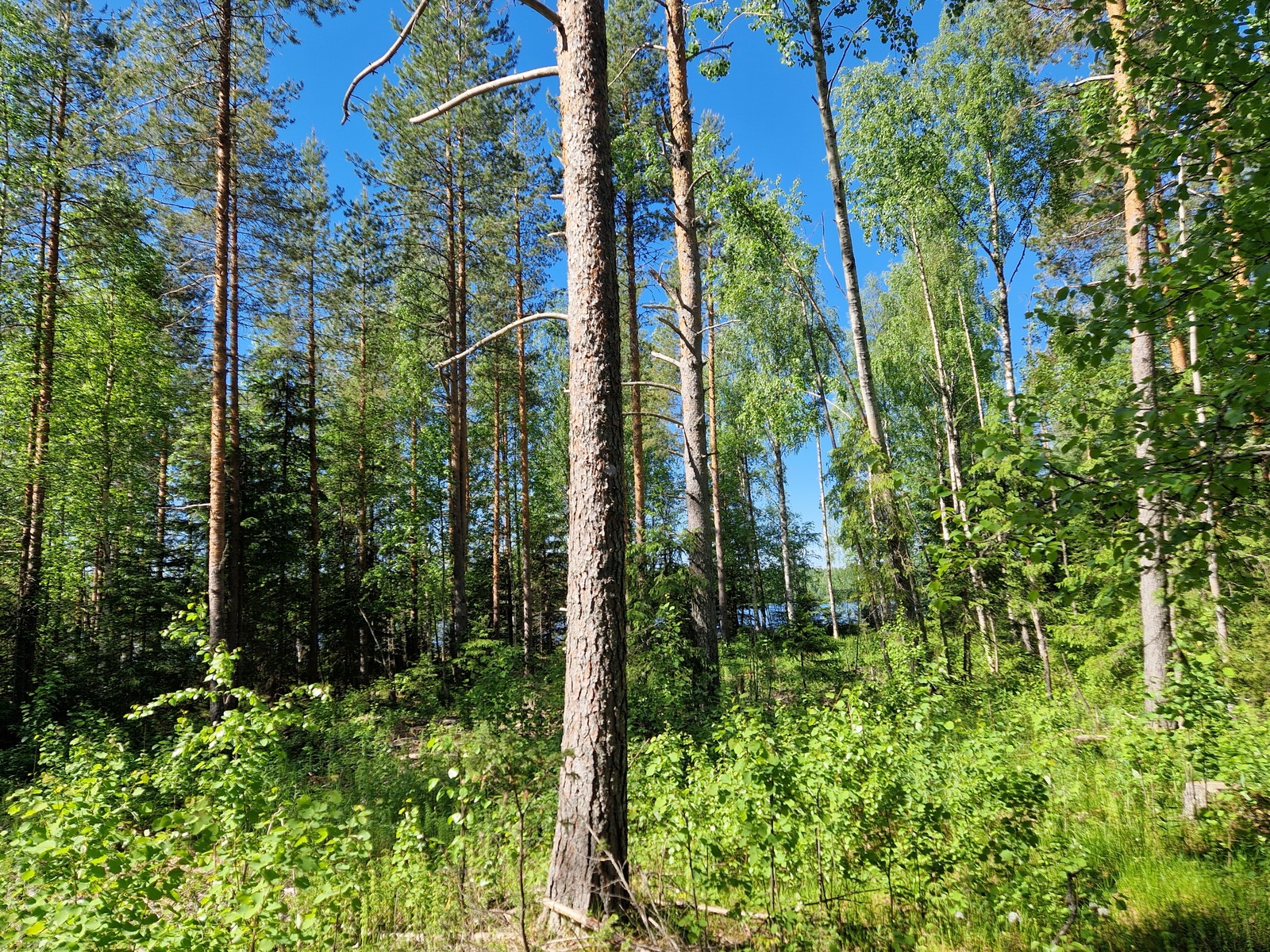 Kuvassa näkyy etualalla pientä koivun alkua, takana mäntyjä.