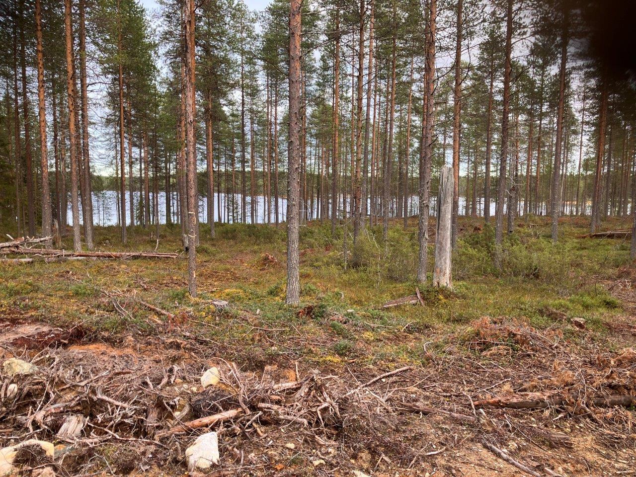 Mäntymetsää ja rantamaisemaa