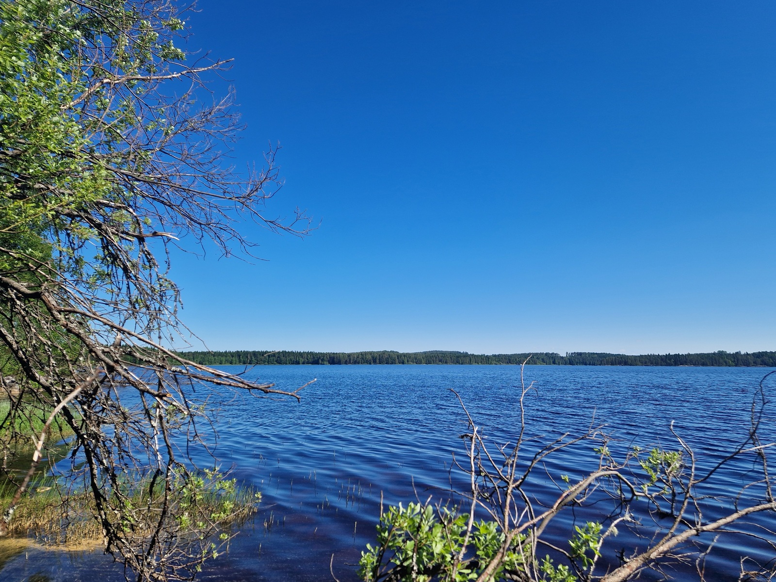Rannan puiden välistä näkyy järvi ja vastaranta.