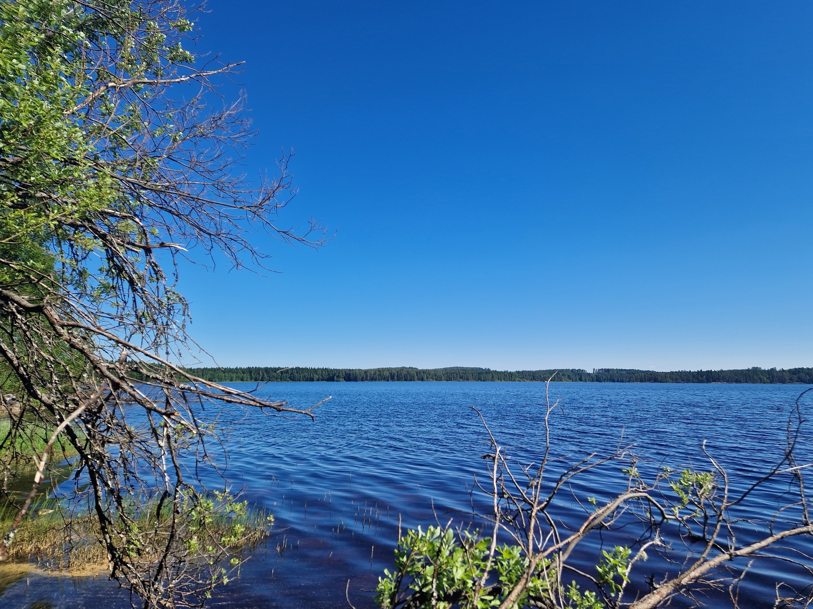 Järven vastaranta näkyy rantapuiden välistä.