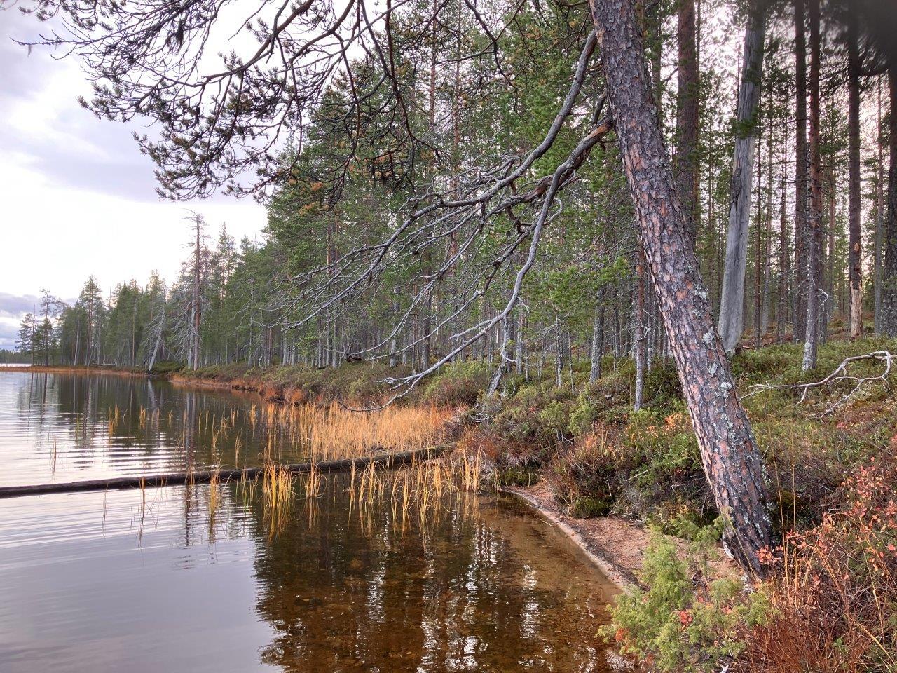 Järven rantaa ja mäntymetsää