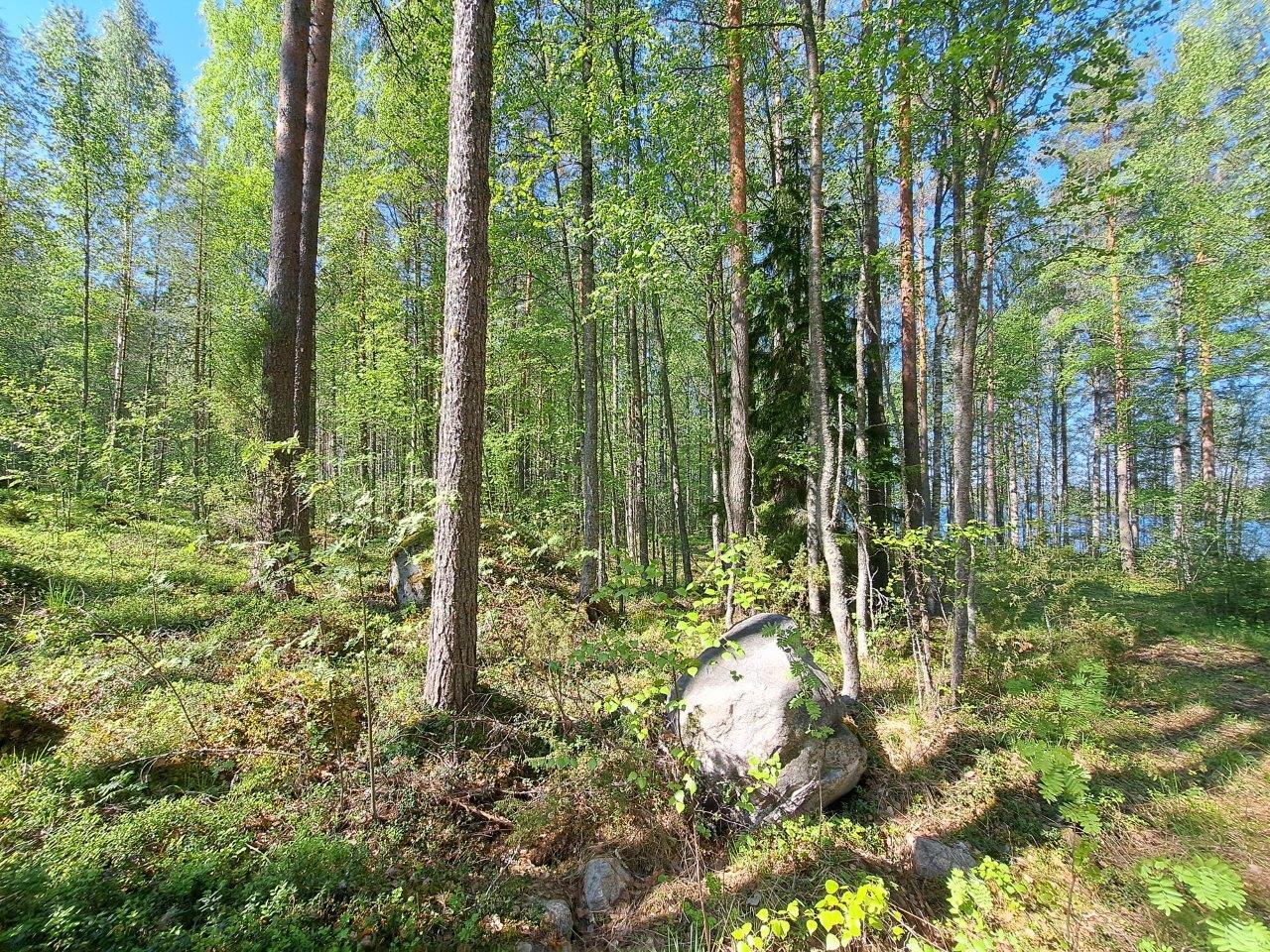 Aurinkoisessa metsässä on isoja kiviä.