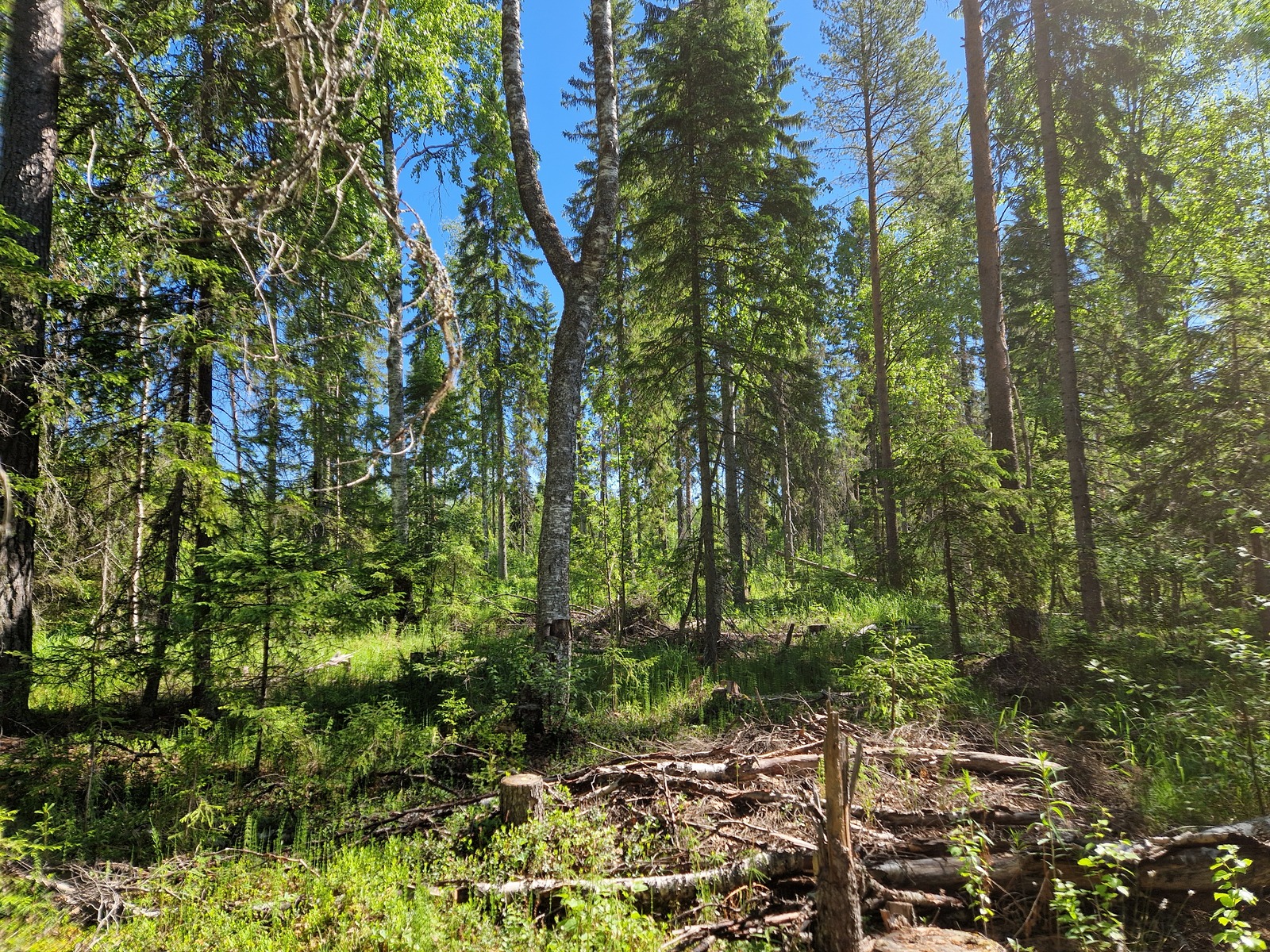 Kuvassa näkyy koivupuista.