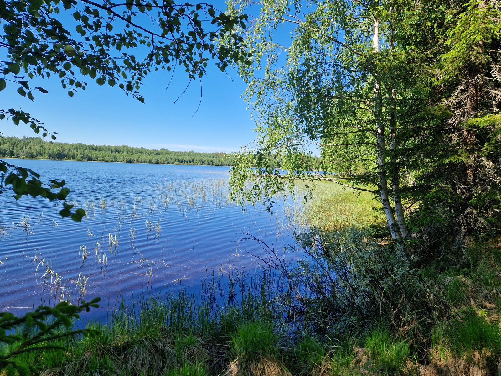 Kuvassa näkyy järven rantaa, jossa kasvaa lehtipuustoa. Kuvassa näkyy myös järven vastarantaa.