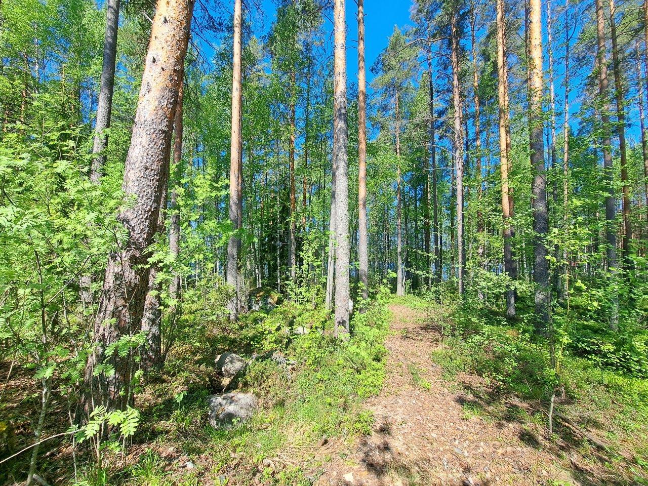 Metsään johtaa pieni tie, metsässä kasvaa mäntyjä ja koivuja.