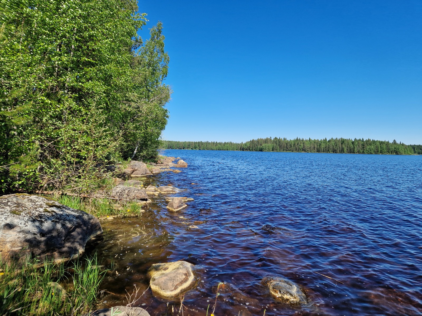 Tontin rantaviivaa, jossa kasvaa lehtipuita ja on kiviä.