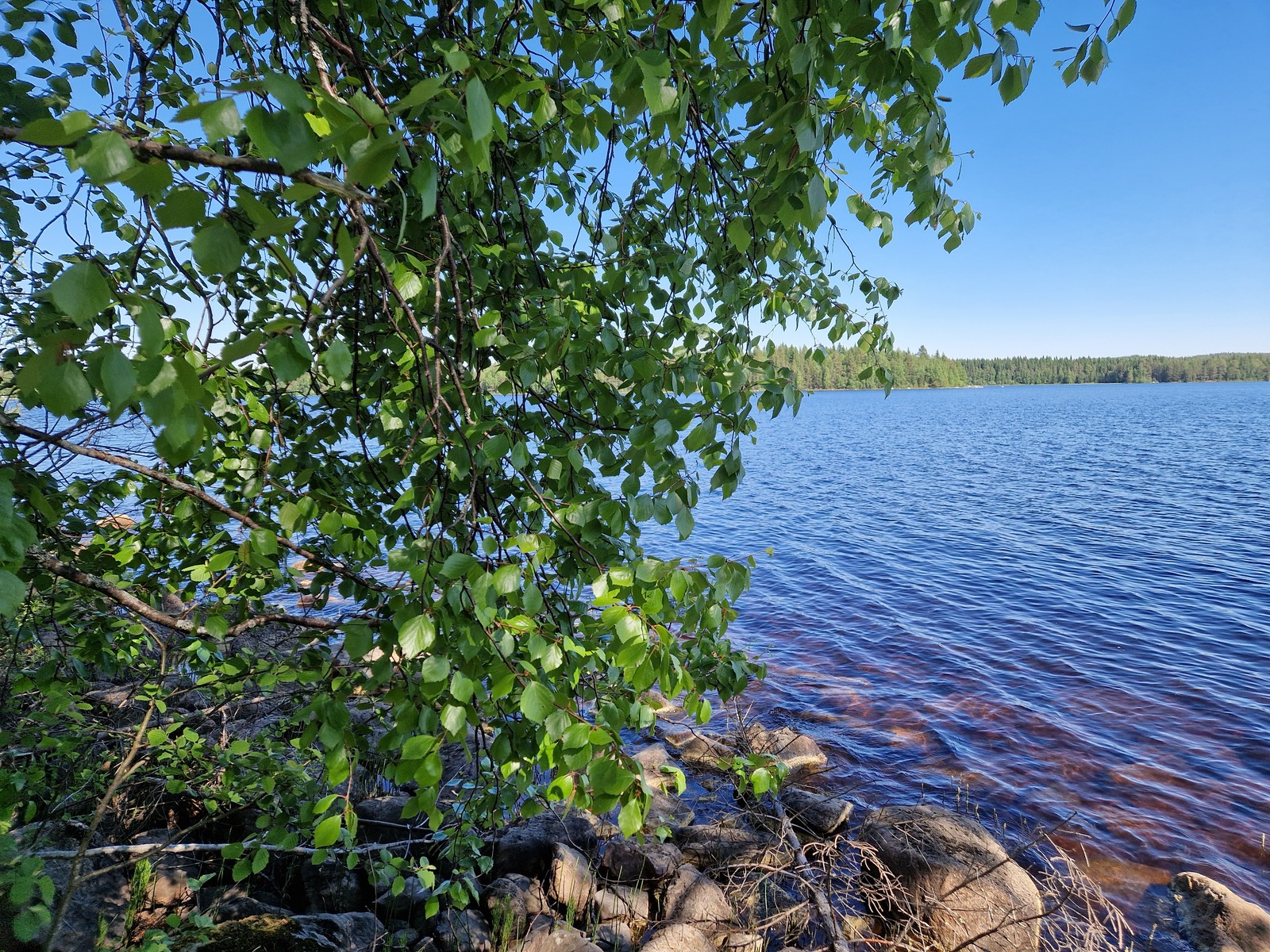 Kuvassa näkyy järvi rantapuuston välistä. Rannassa on kiviä