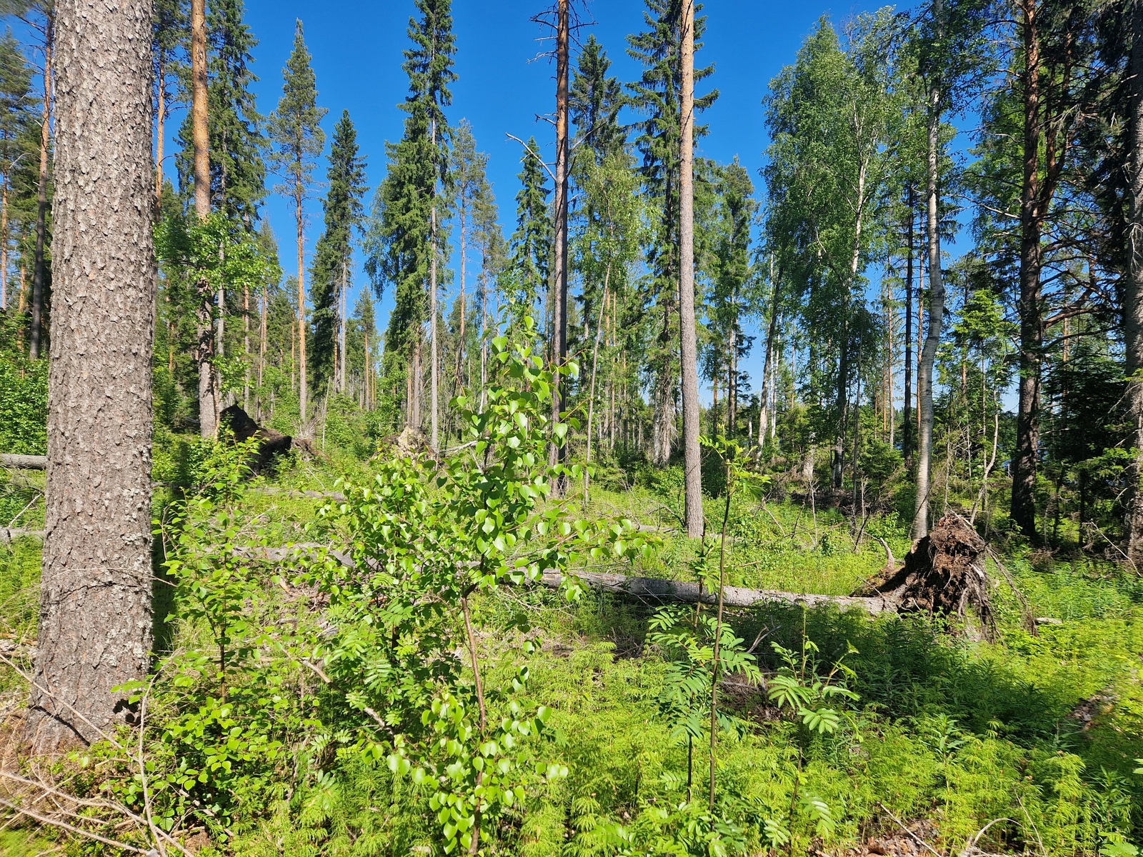 Tontilla on kaatunut muutama kookas mänty.