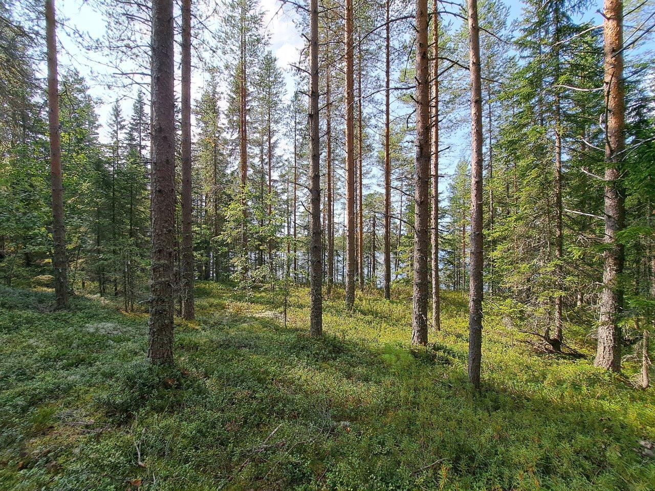 Auringossa kylpevää mäntykangasta, kaukana pilkottaa järvi.