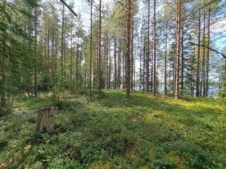 Aurinko paistaa mäntymetsään, puiden takana pilkistää järvi.