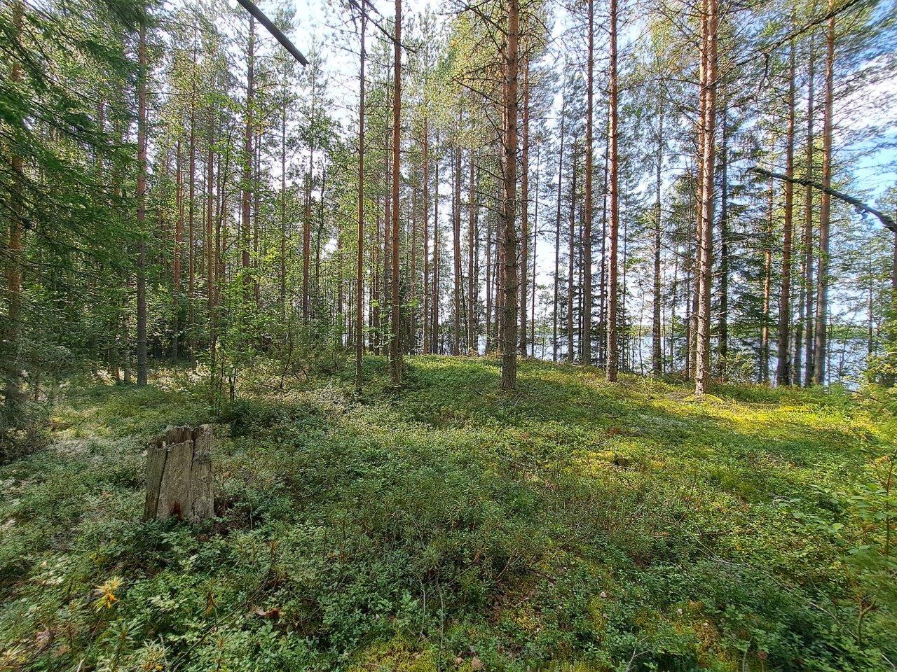 Aurinko paistaa mäntymetsään, puiden takana pilkistää järvi.