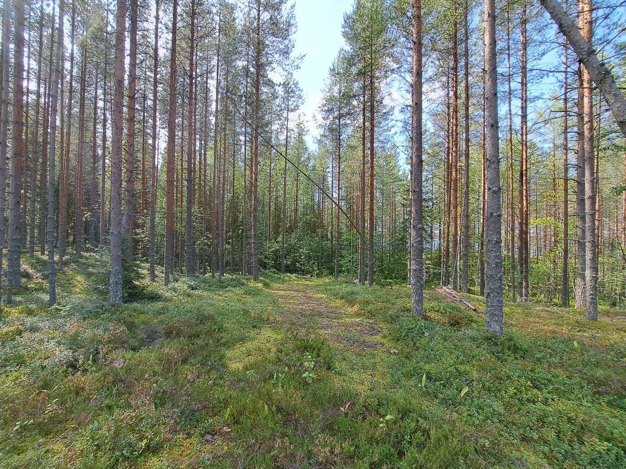 Mäntymetsää jonka keskellä kulkee kulku-ura.