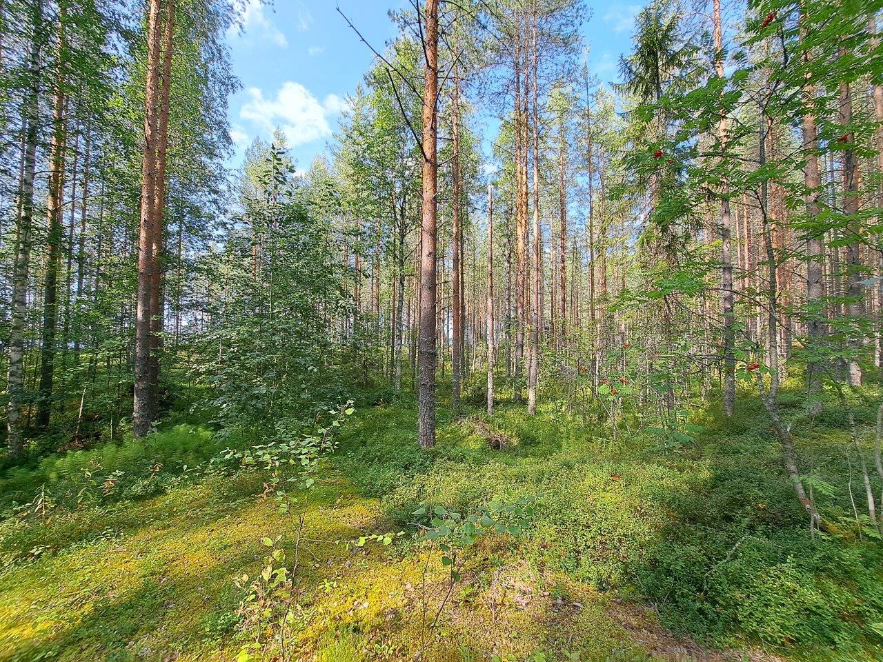 Auringossa kylpevää mäntymetsää ja lehtipuun taimia.