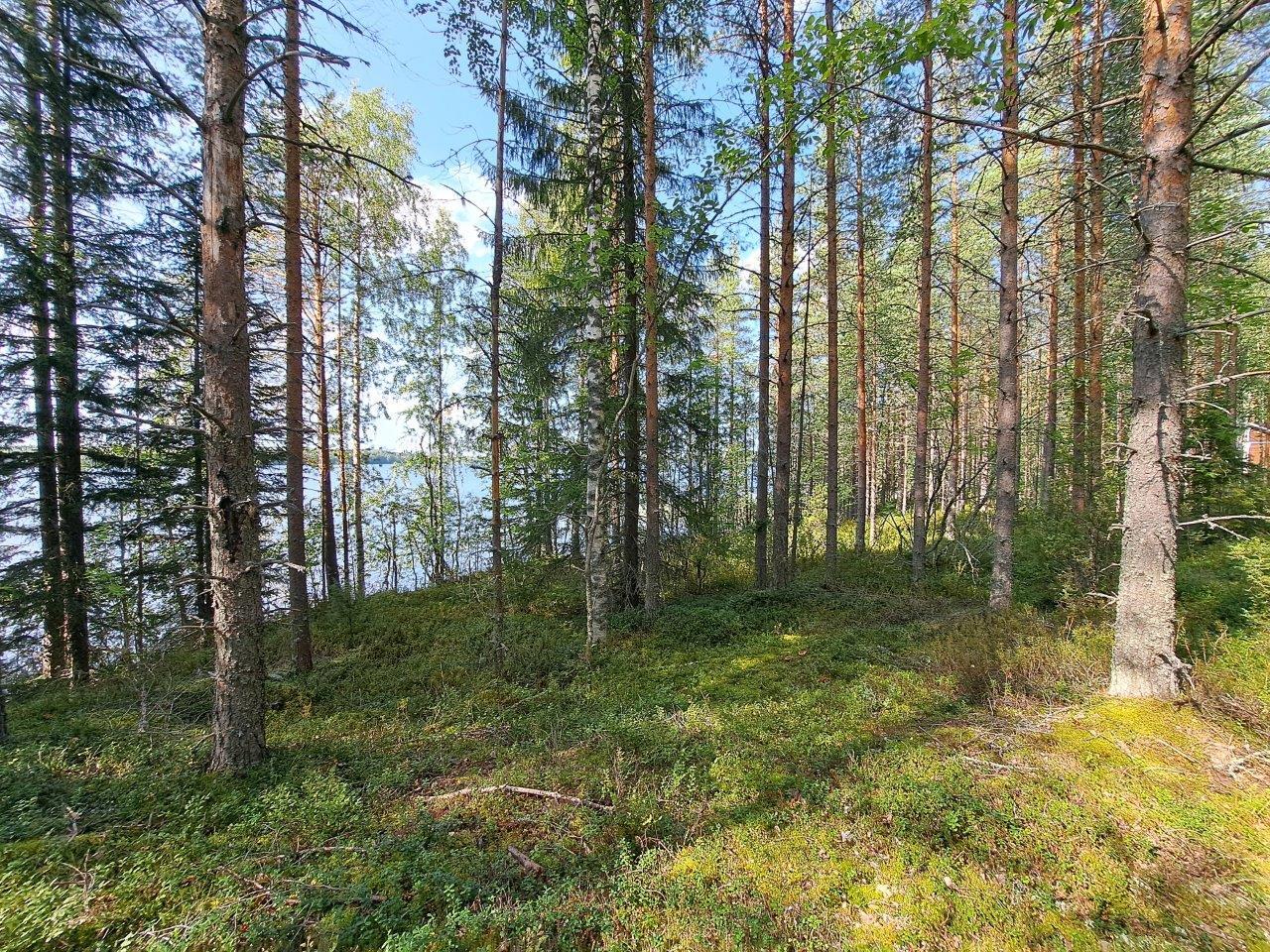 Aurinko paistaa mäntymetsään, puiden takana pilkistää järvi.