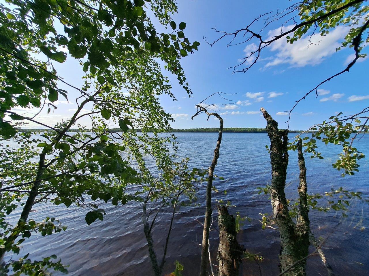 Maisema järvelle, puiden oksia työntyy maisemaan, taivaalla on pilviä.