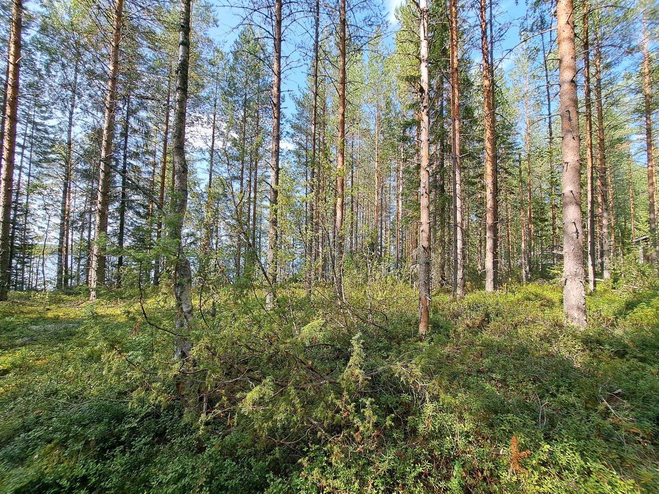 Aurinko paistaa mäntymetsään, puiden takana pilkistää järvi.