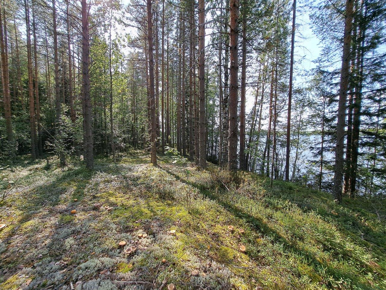 Aurinko paistaa mäntymetsään, puiden takana pilkistää järvi.