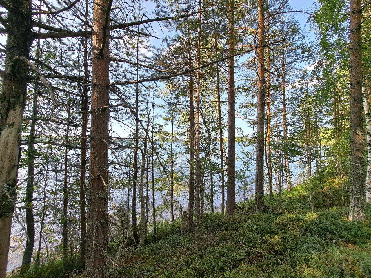 Järven rannassa kasvaa puita, puiden takana on auringossa kylpevä järvi.