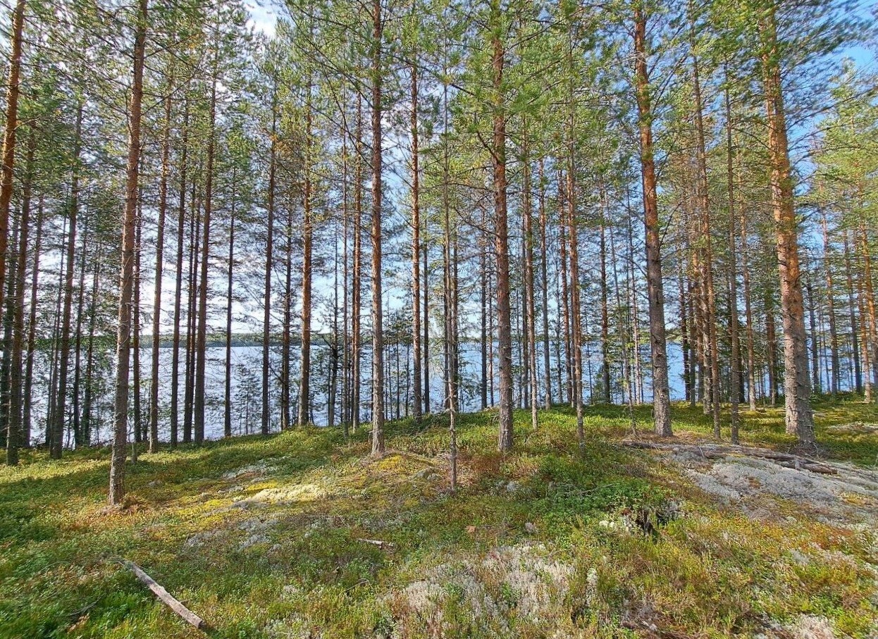 Metsäaukea jonka reunalla on mäntyjä ja takana pilkottaa järvi.