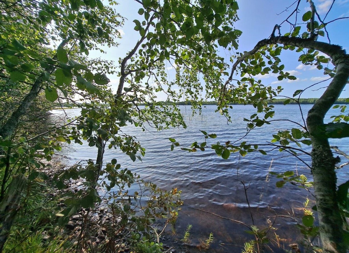 Maisema järvelle, lehtipuita työntyy kuvaan rannalta.